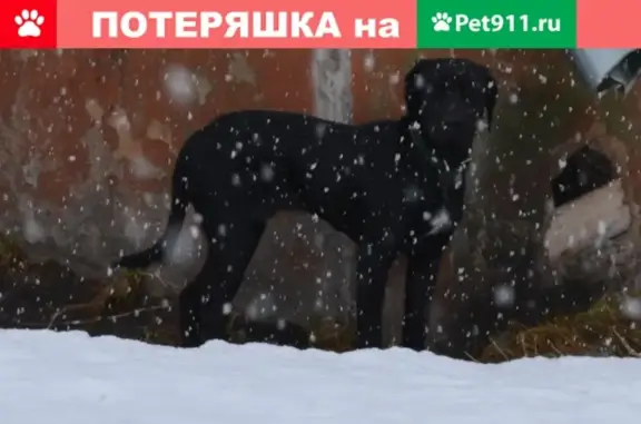 Собака найдена в Новодвинске, ищем хозяев!
