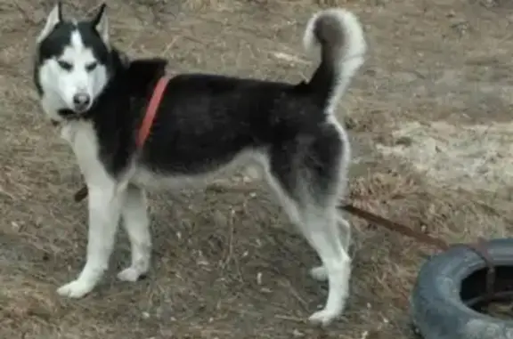 Собаки потеряшки, Москва, фото: Потеряшка хаски в Косино-Ухтомском районе Москвы