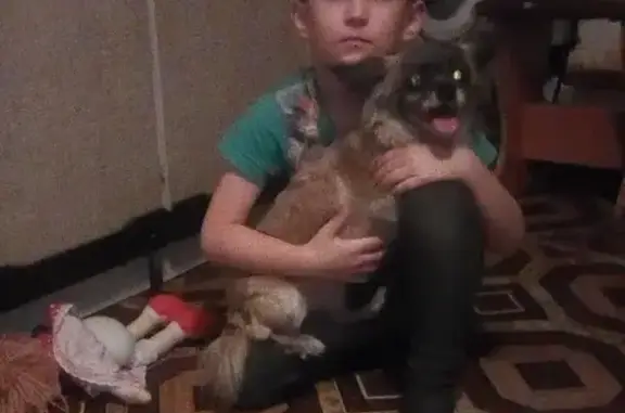 Собаки потеряшки, Спирово, фото: Потеряшка собака в Спирово, помогите!