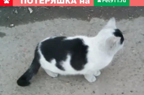 Найдена кошка возле дома Чекалина 12, Новокузнецк