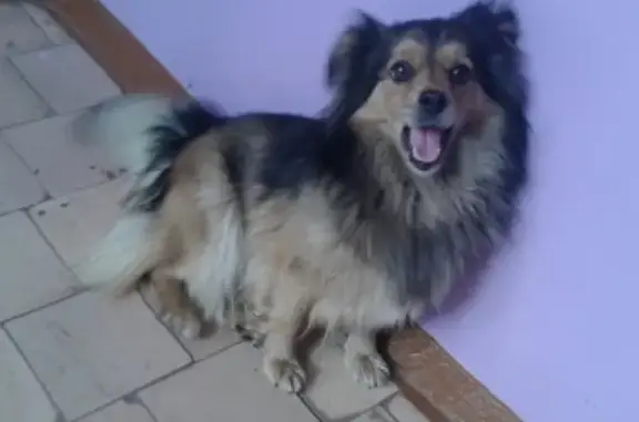 Пропала собака Чапа в Ужуре, Красноярский край