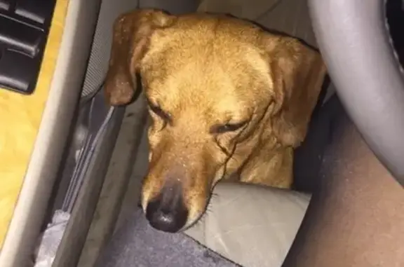 Найдена собака помеси таксы в Иркутске