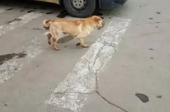 Пропала собака в Челябинске, порода шарпей, зовут Бакс
