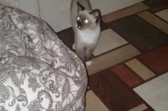 Кошки потеряшки, Аксёново, фото: Потеряшка котик 