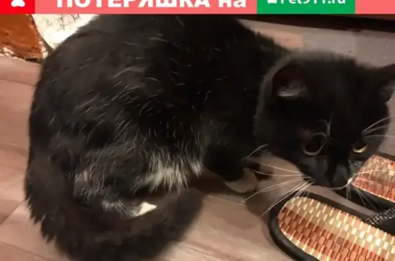 Найдена кошка на Николаева в Смоленске