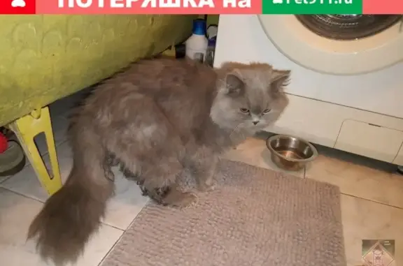 Найдена кошка на ул. Карпинского, 57А