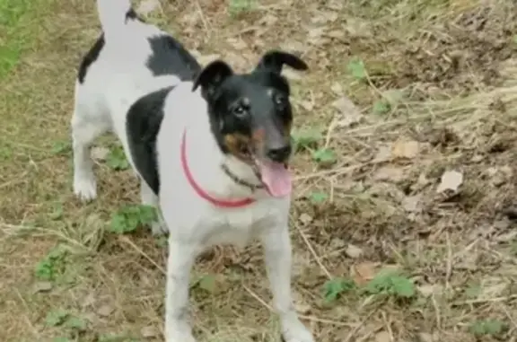 Пропала гладкошерстная собака в Железногорске, Курская область