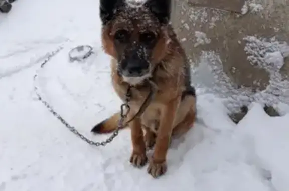 Пропала собака в районе Рудника в Сызрани