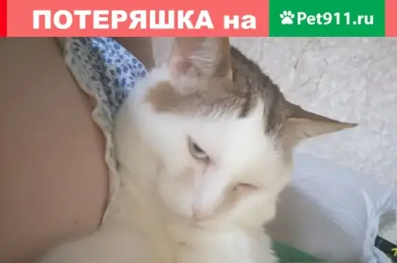 Пропала белая кошка с полосатыми пятнышками в Москве, Воскресенское, Каракашево.