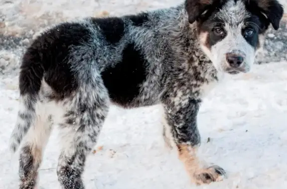Потерянные животные Нижний Новгород, фото: Пропала собака в Нижнем Новгороде, пос. Новое Доскино, 22-я линия, д.24