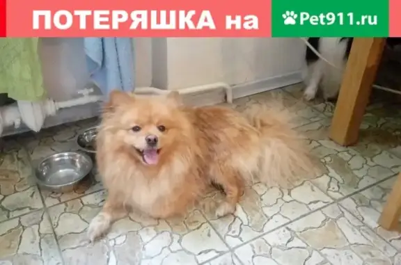 Найдена собака в СПб, Красносельский район, ул. Партизана Германа.