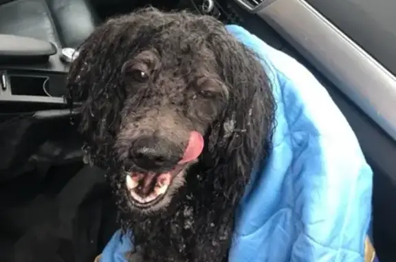 Найдена собака в СПб на Чёрной речке.