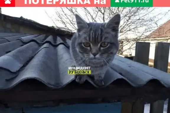 Найден домашний кот на ул. Степана Разина, Рубцовск