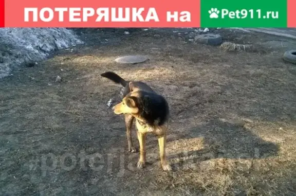 Найдена собака в Заельцовском районе, ищем владельца