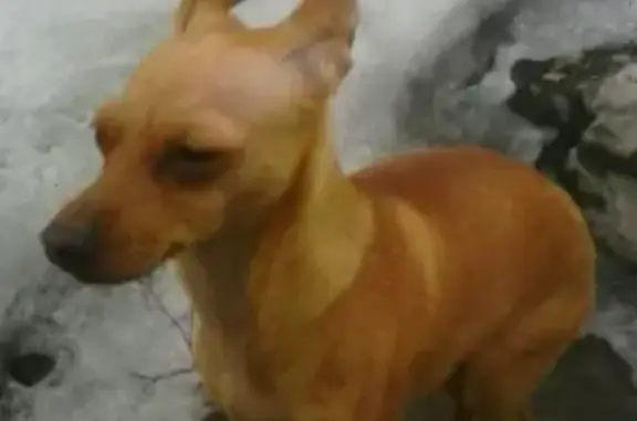 Найдена собака в Кедровке, Кемерово