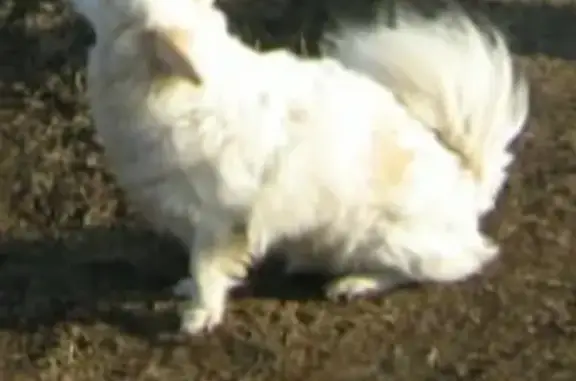 Пропала собака в районе универсама, кличка Пусик, 11 лет, белый с рыжими ушками.