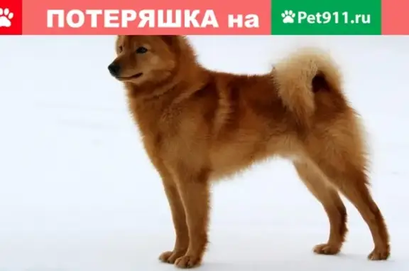 Пропала собака в Зеленоборском: Карело-финская лайка, кличка Рич.