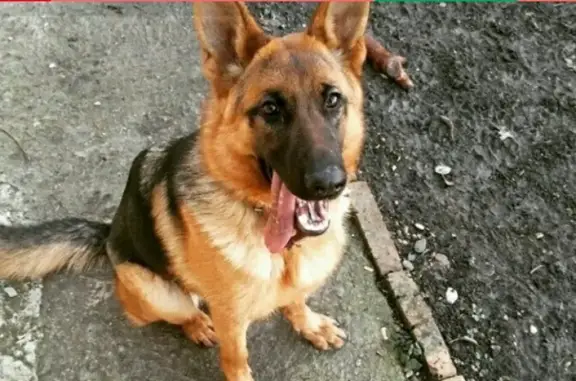 Собаки потеряшки, село Краснокумское, фото: Потеряшка собака Мирра в селе Краснокумское, Ставропольский край