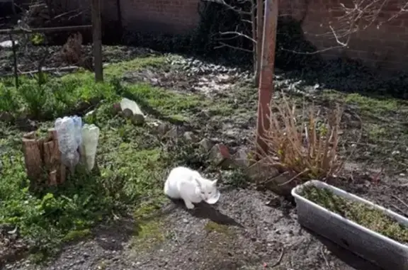 Потерялась кошка возле ледового дворца в Армавире