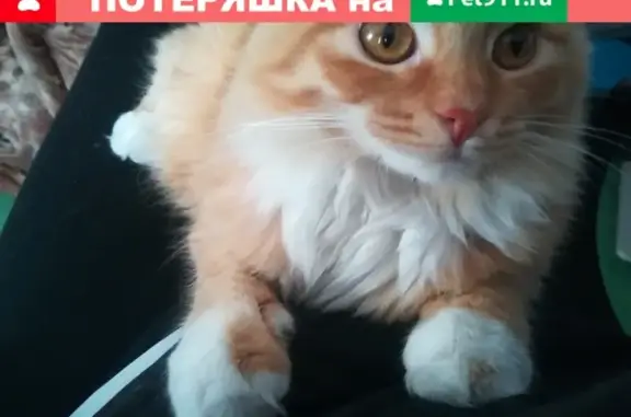 Пропала рыжая кошка на ул. Луначарского, д.7, Березники