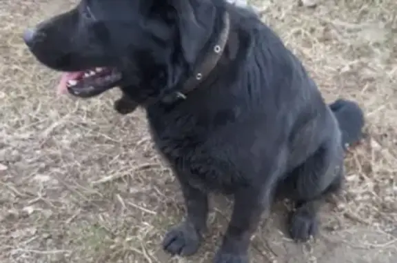 Найдена собака между Маслово и госпитомником, отвезли в приют 