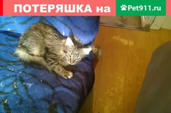 Найдена кошка в Владимире