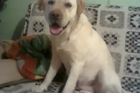 Пропала собака Лесси в Кунгуре, Пермский край