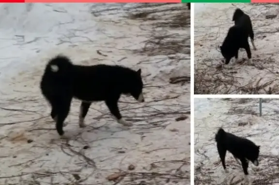 Найдена собака в Заволжском районе, ищем хозяина!