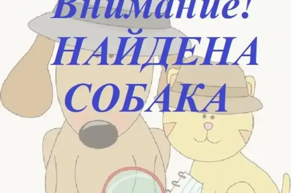 Найдена собака в Мозжухе, ищем хозяина