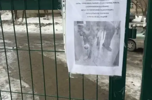 Найден щенок по адресу: ул. Юмашева 20, Екатеринбург