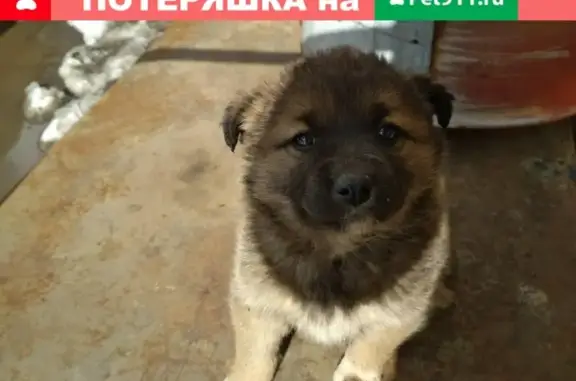 Найдена собака на улице Садовая, Ижевск