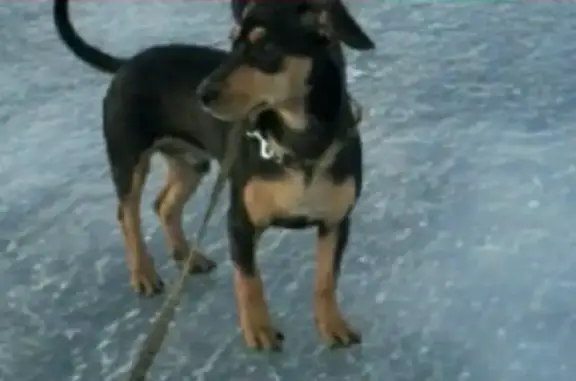 Пропал щенок по адресу в Свирске, Иркутская область