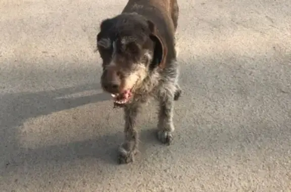 Найдена собака в Аксае, ищем владельца!