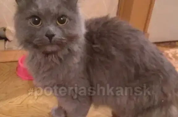 Найдена красивая кошка на улице Кубовая