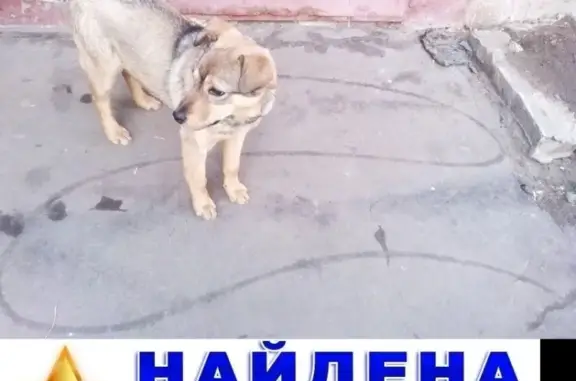 Найдена собака на Каширском шоссе, 34 в Домодедово