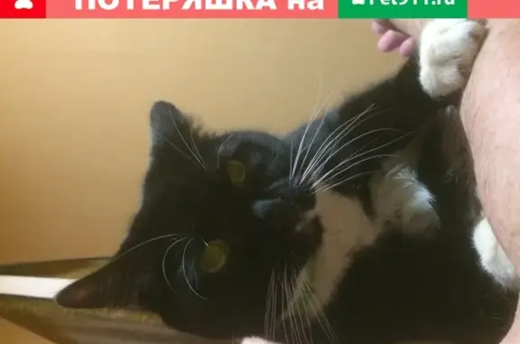 Найден домашний кот на улице Героя Быкова, Нижний Новгород
