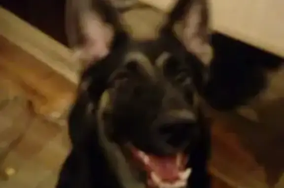 Потерянные животные Москва, фото: Пропала собака на ул. Зеленоградская, д. 23 в Ховрино, Москва