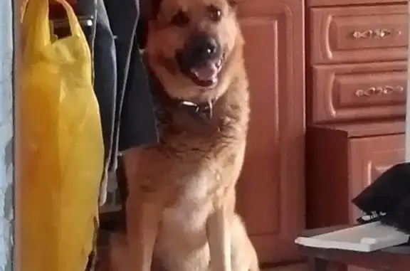 Потерянные животные Новокузнецк, фото: Пропала собака Уран на улице Белана, Новокузнецк