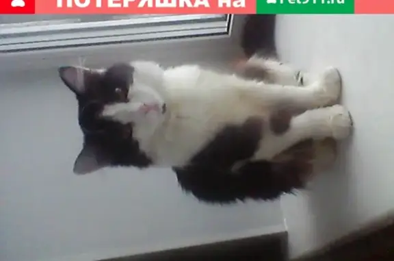 Пропала кошка на улице Климасенко, Новокузнецк