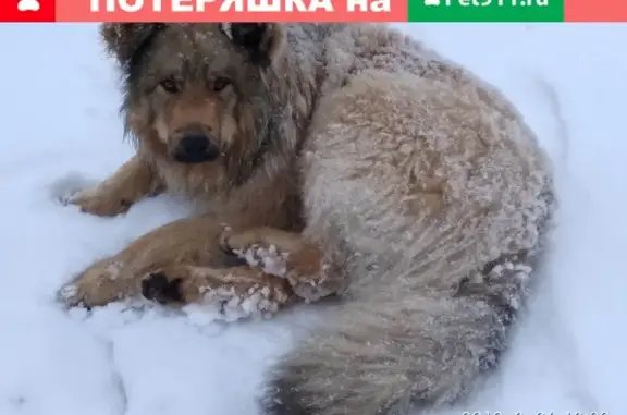 Найдена собака в Ломоносовском районе: ищет дом.