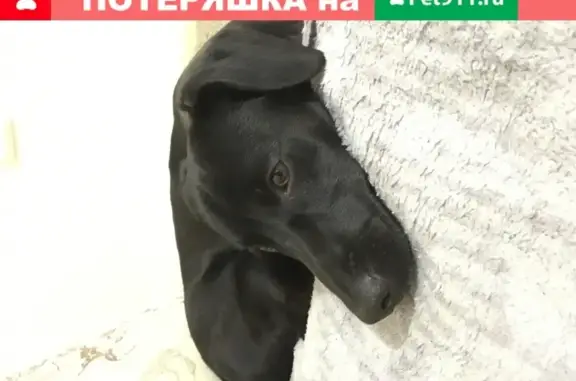 Найдена собака на ул. Овчинникова в Челябинске