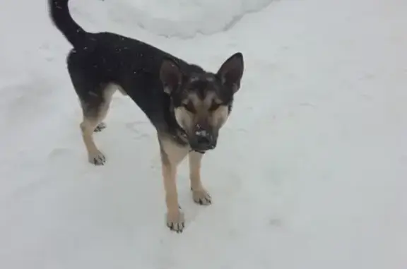 Объявления о пропавших и найденных животных, Липецк, фото: Пропала собака Жорик на ул. Железнякова