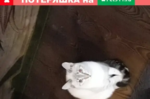 Пропала кошка в районе аэродромного, Черногорск, Хакасия.