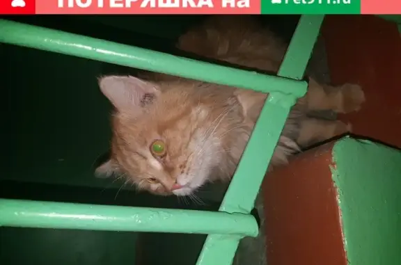 Кошка на ул. Стройкова, Рязань.