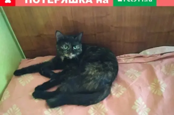 Пропала кошка на ул. Рылеева, Заволжье, 27 дом, 24 марта.