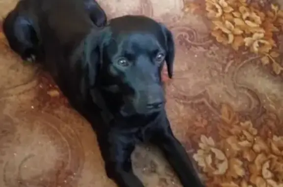 Найдена собака в Саранске, звонить хозяевам