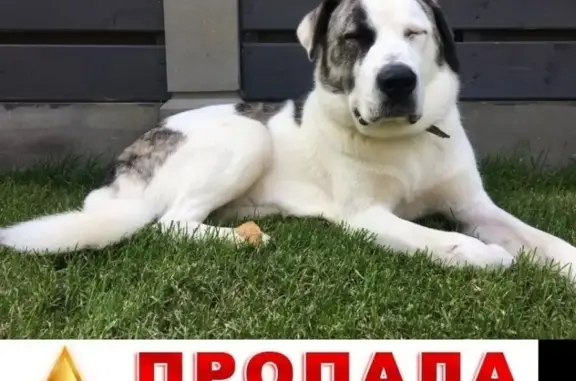 Собаки потеряшки, Москва, фото: Потеряшка собака Якут, вознаграждение, Домодедово, Поздново