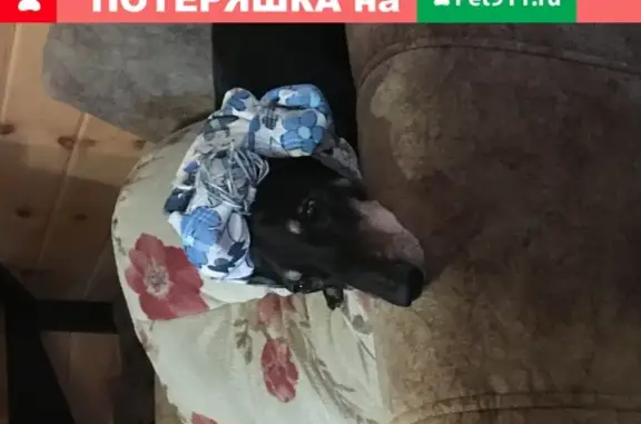 Собаки потеряшки, Москва, фото: Потеряшка собака на ул. Бутлерова, д.40 (9168064598)