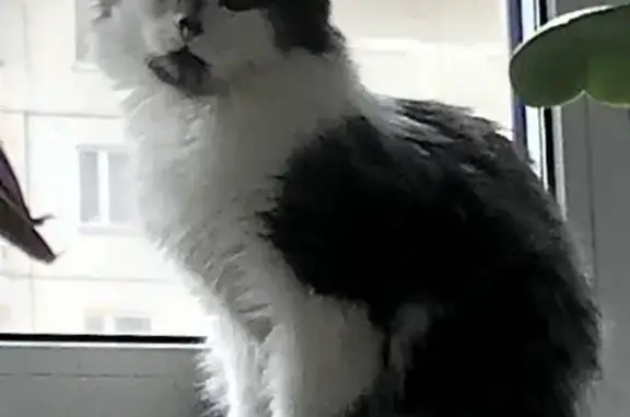 Кошки потеряшки, Красногорский, фото: Потеряшка кошка Сима на Красногорском б-ре 19