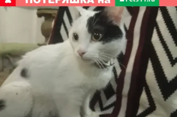 Найдена кошка в Екатеринбурге, адрес: пр. Космонавтов, 99